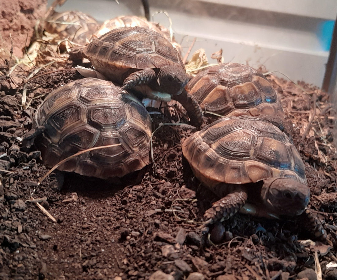 Griechische Schildkröte