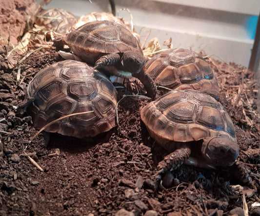 Griechische Schildkröte