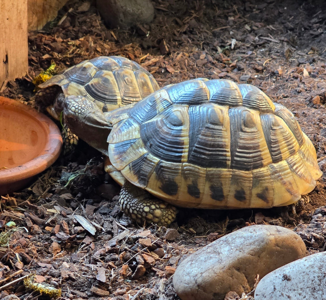 Griechische Landschildkröten Gruppe