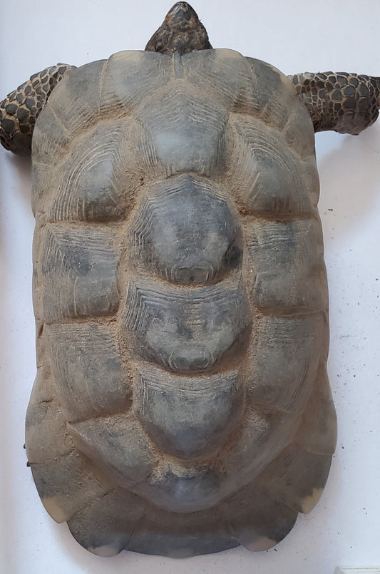 Testudo Marginata wegen Bestandsauflösung zu verkaufen