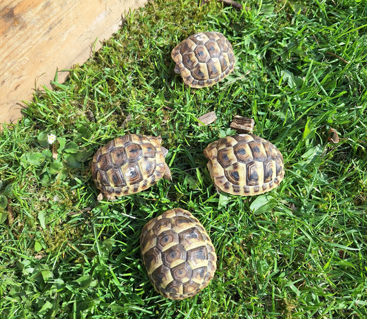 Griechische Landschildkröten