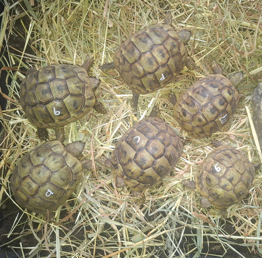 Griechische Landschildkröten NZ 2023 zu verkaufen