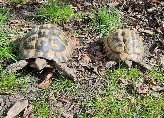 Zwei Griechische Landschildkröten zu verkaufen