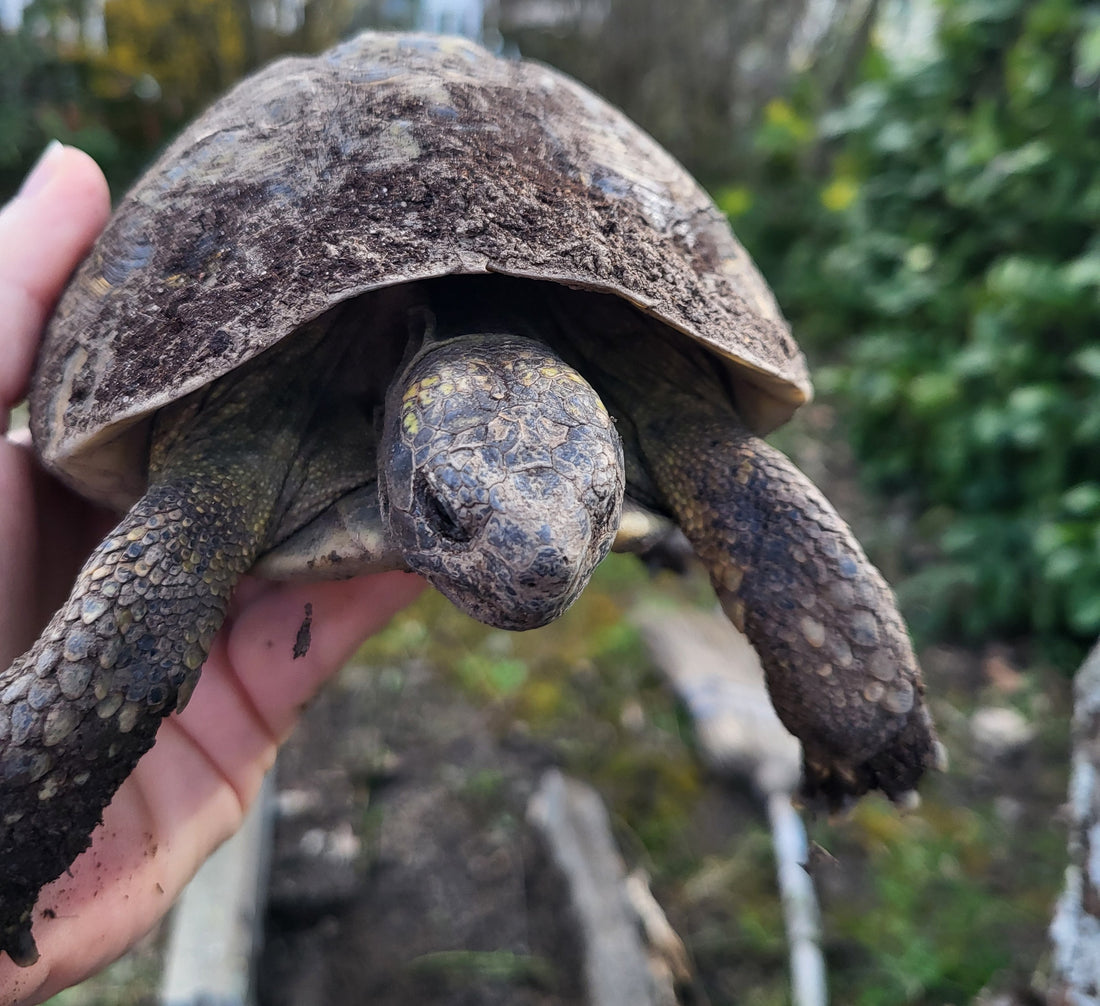 Griechische Landschildkröte