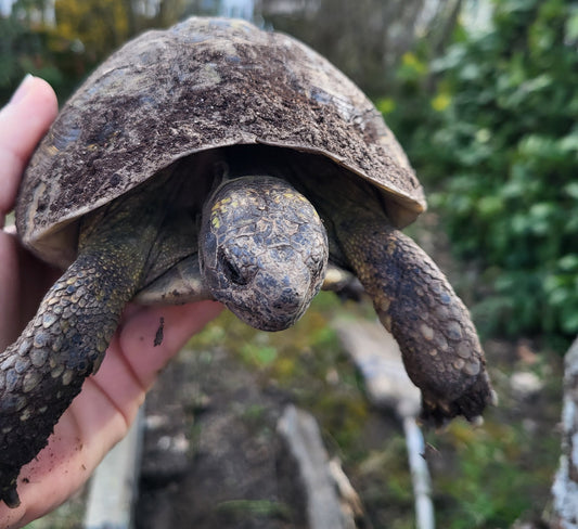 Griechische Landschildkröte