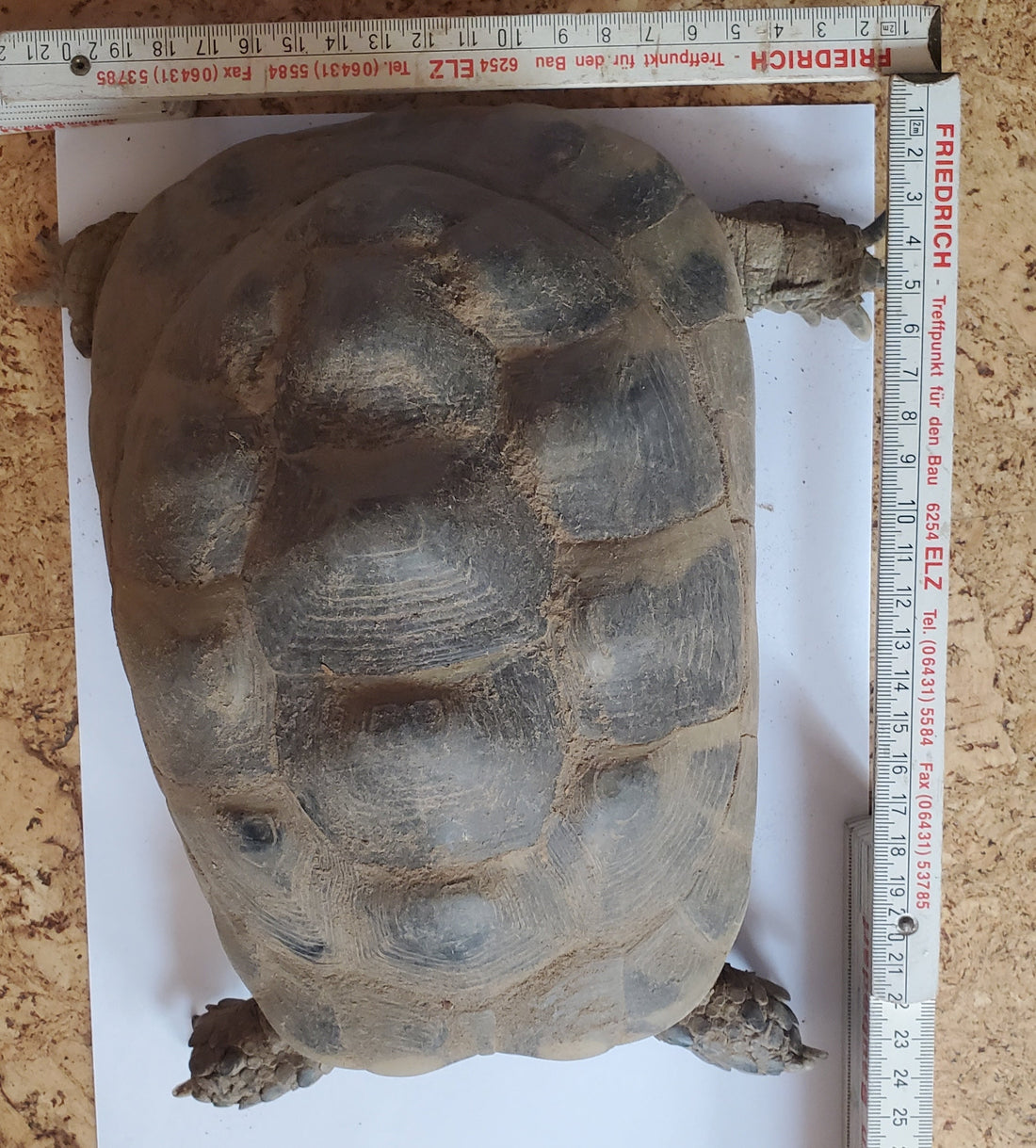Testudo Marginata wegen Bestandsauflösung zu verkaufen