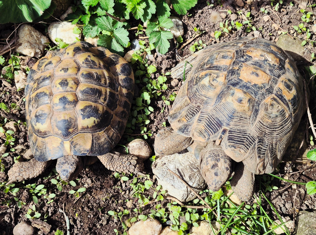 3 Landschildkröten 1996/2007 abzugeben