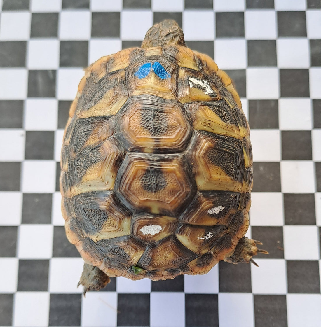 Griechische Landschildkröten THB