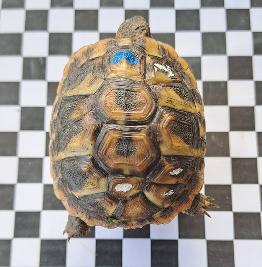 Griechische Landschildkröten THB