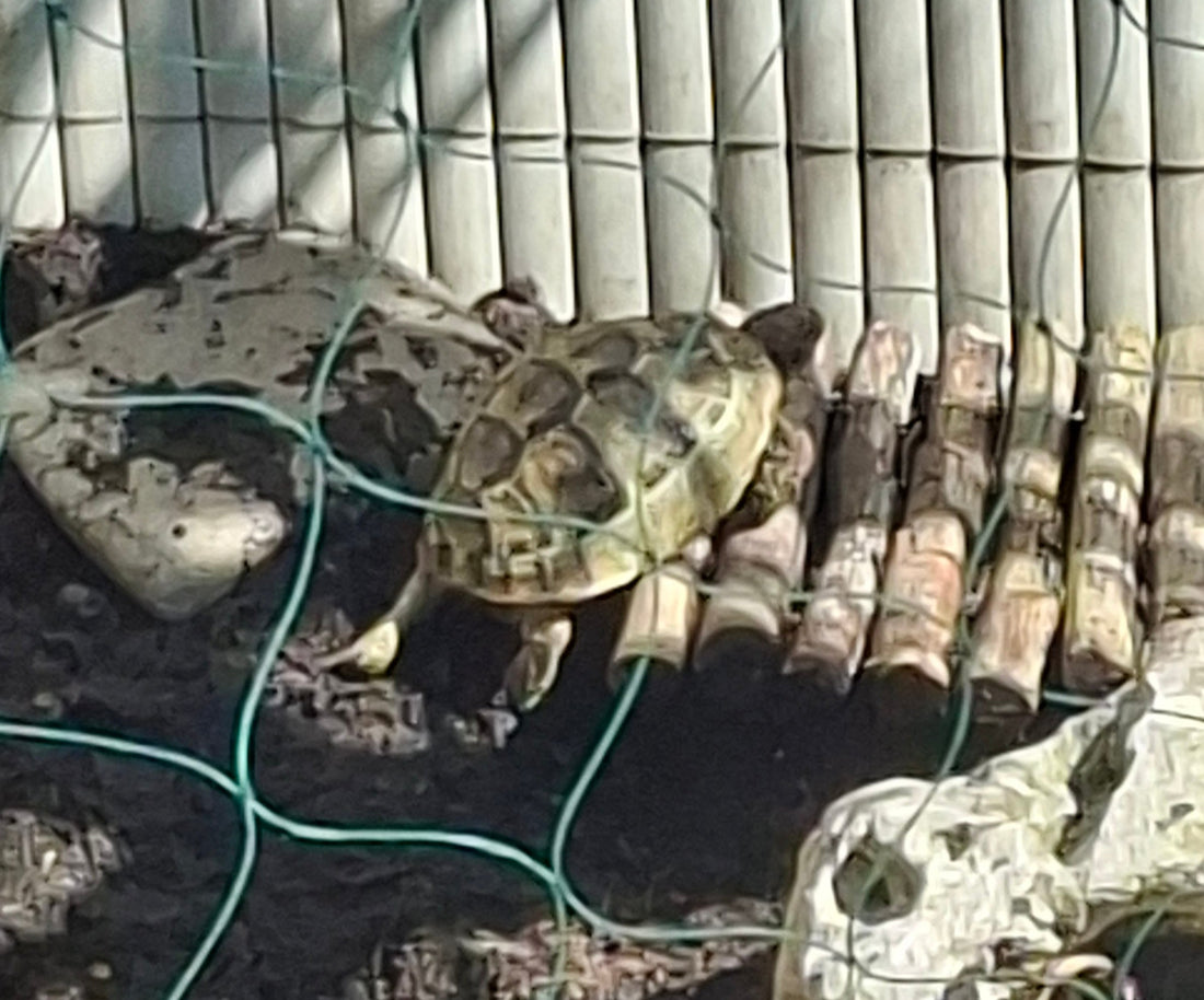 Maurische Landschildkröten