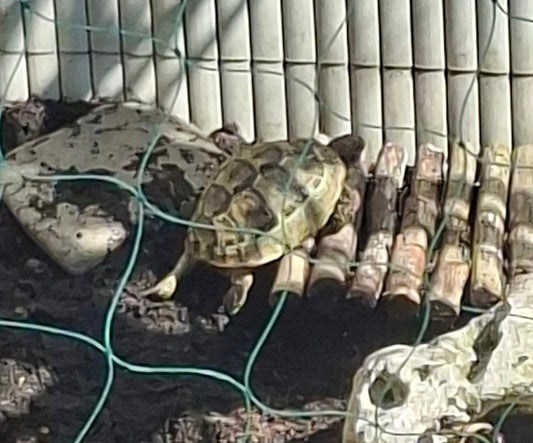 Maurische Landschildkröten