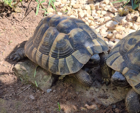 Griechische Landschildkröte Hans