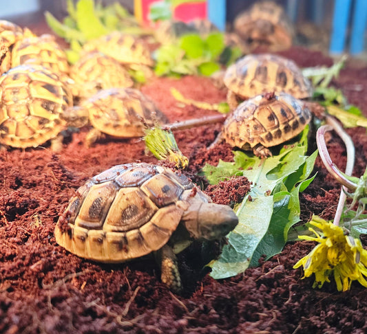 Landschildkröten zu verkaufen NZ 2025
