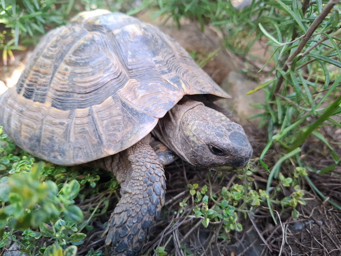 Griechische Landschildkröte NZ 2010 in liebevolle Hände abzugeben