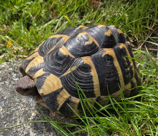 Griechische Landschildkröte Weibchen (Zuchttier)