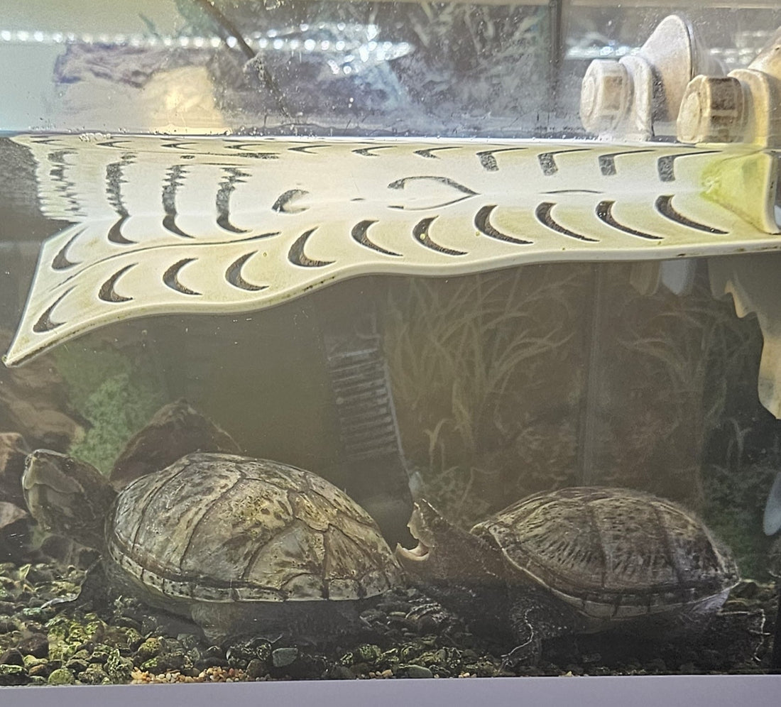 Wasserschildkröten suchen ein liebevolles Zuhause!