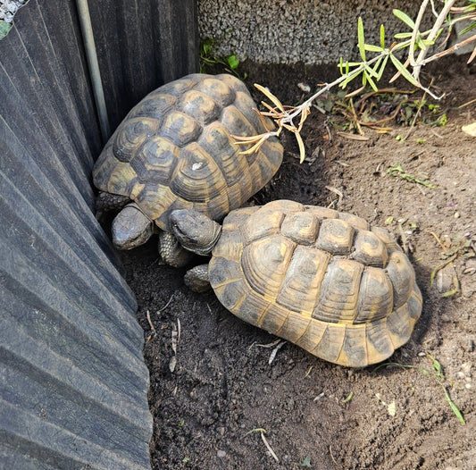 Griechische Landschildkröten( THB) abzugeben