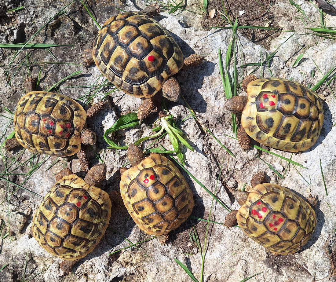 Griechische Landschildkrötenbabys 3 Jahre alt zu verkaufen