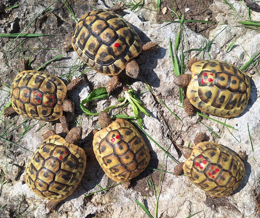 Griechische Landschildkrötenbabys 3 Jahre alt zu verkaufen