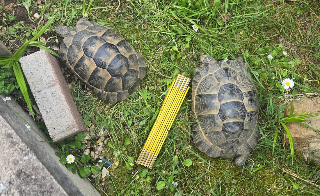 Maurische Landschildkröten