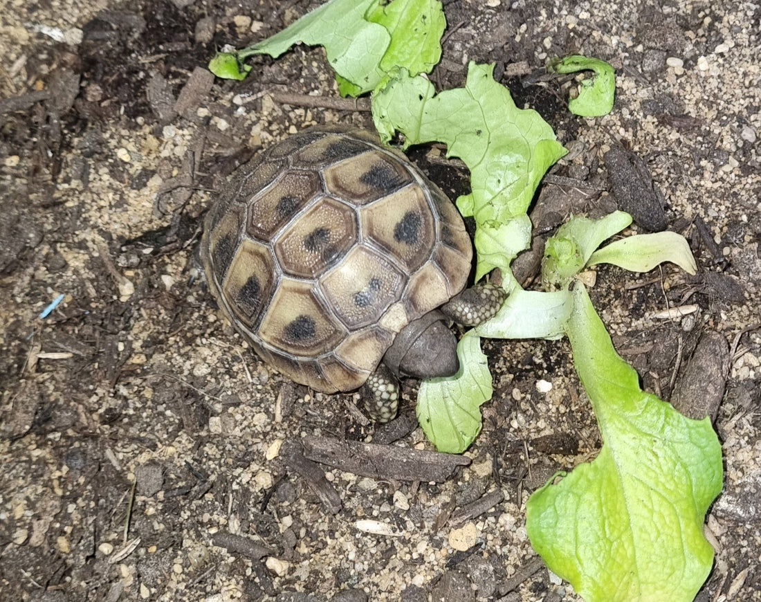 Griechische Landschildkröten NZ 2025