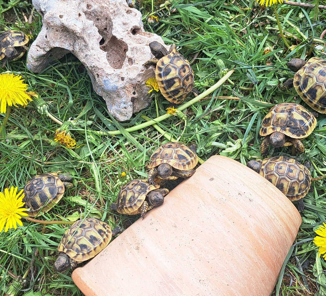 Griechische Landschildkröten Hobbyzucht 2025 zu verkaufen