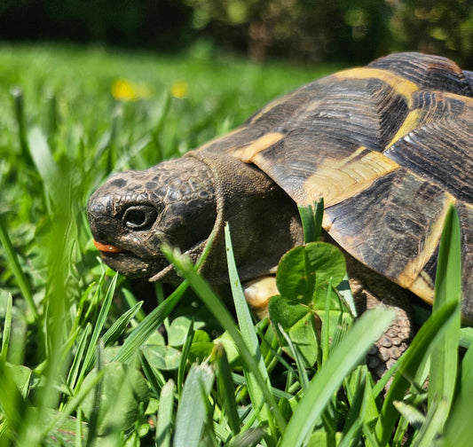 Männliche Griechische Landschildkröte (Testudo hermanni) – gesund & naturnah aufgezogen