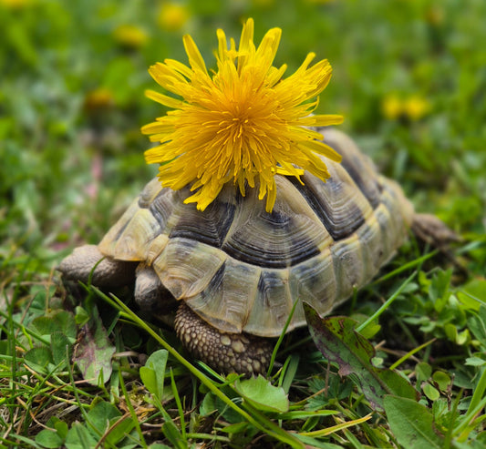 Griechische Landschildkröten (NZ 2022) aus artgerechter Freilandhaltung abzugeben!