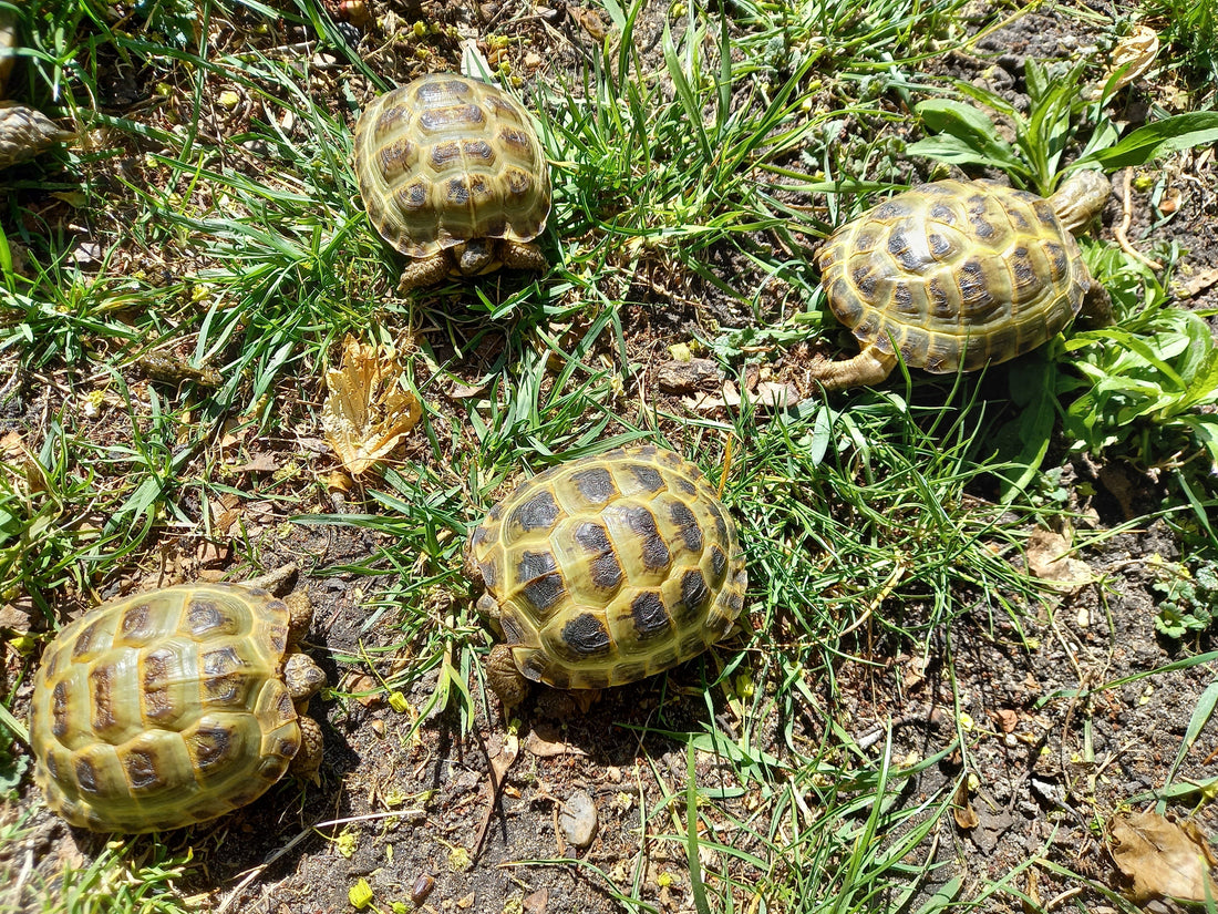 Steppenschildkröten