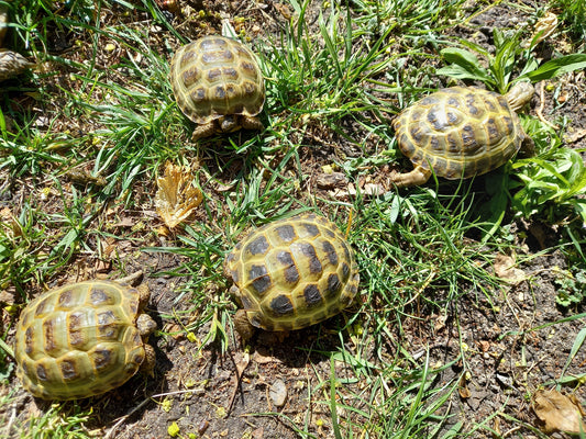 Steppenschildkröten