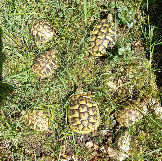 Griechische Landschildkröten