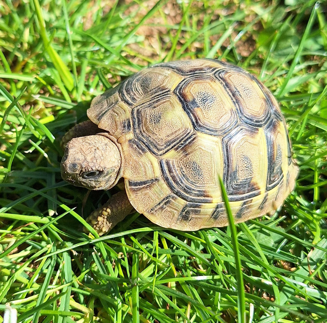 Griechische Landschildkröte