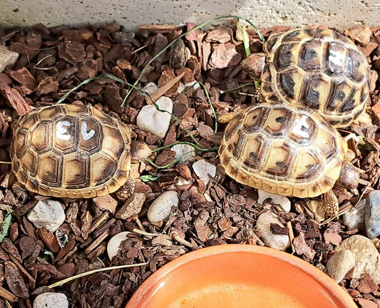 Maurische Landschildkröten aus Hobbyzucht