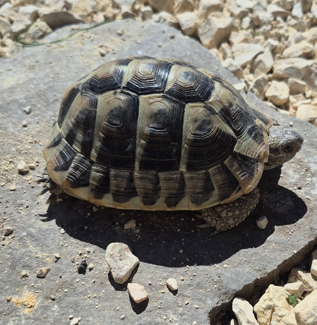 Griechische Landschildkröte sucht artgerechtes Zuhause