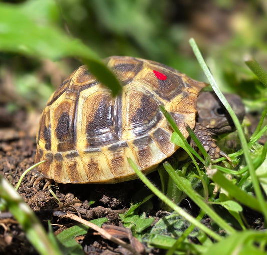 Griechische Landschildkröten NZ 2024 Freilandhaltung & Winterstarre