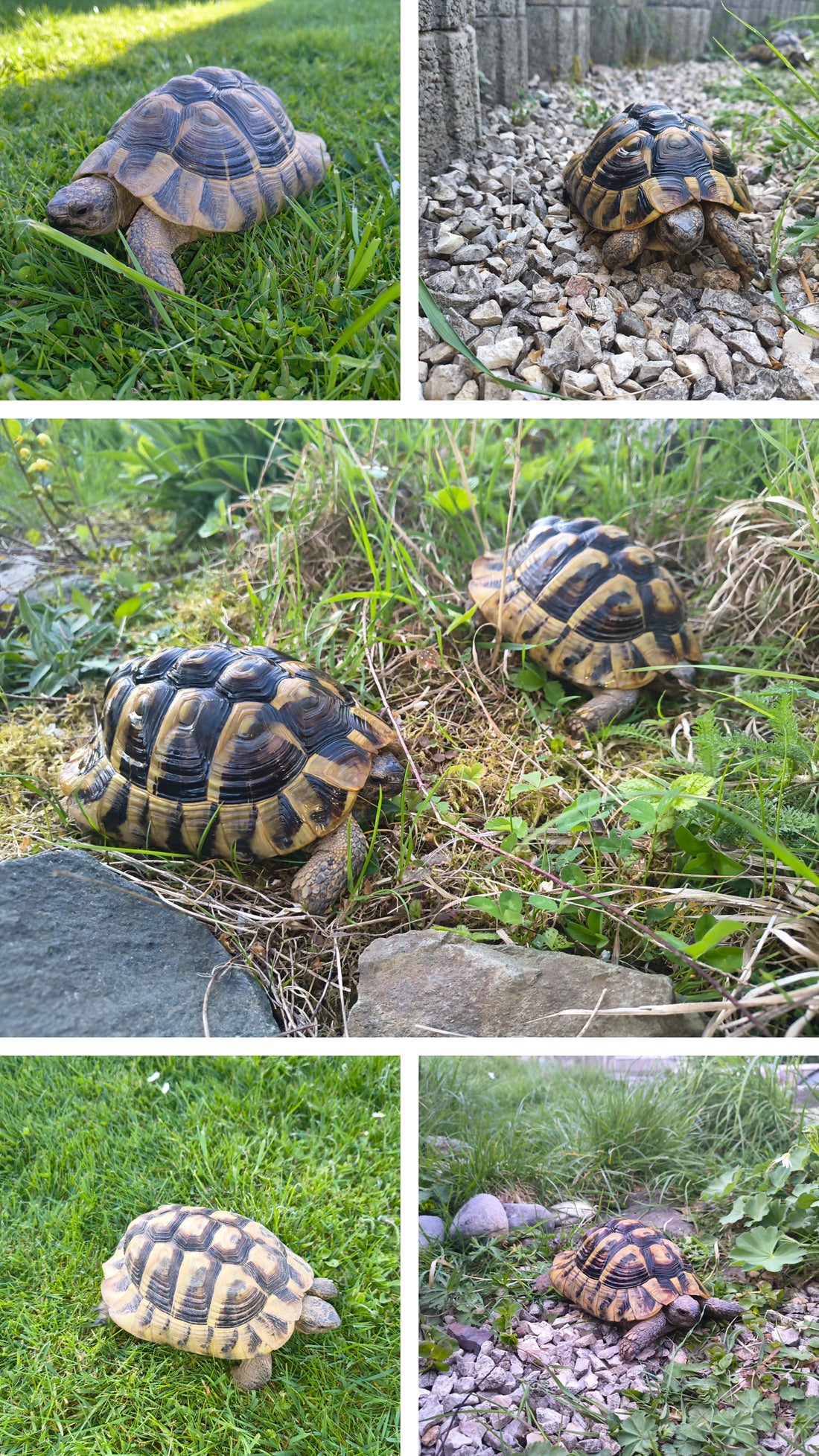 Griechische Landschildkröten THB Männchen