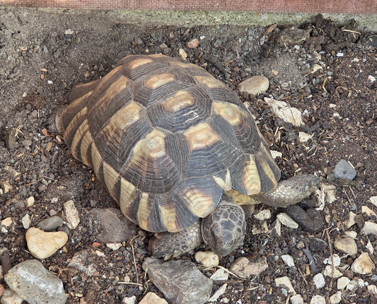 Zwei Breitrandschildkröten Mädels zu verkaufen