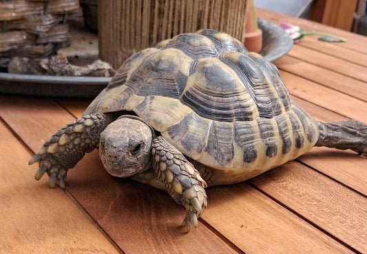 Griechische Landschildkröte NZ 2019 zu verkaufen