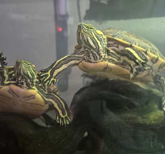 2 Schmuckschildkröten abzugeben.
