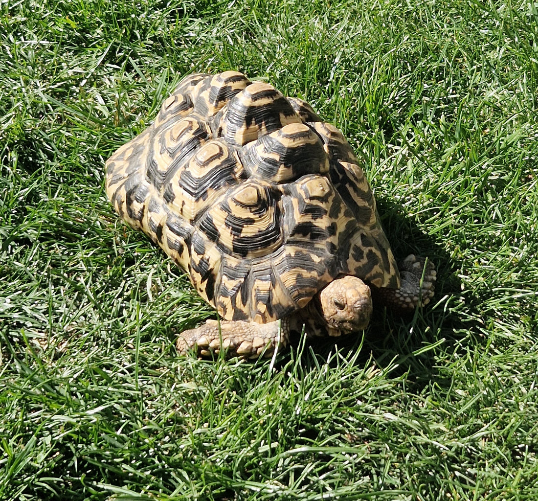 Pantherschildkröten