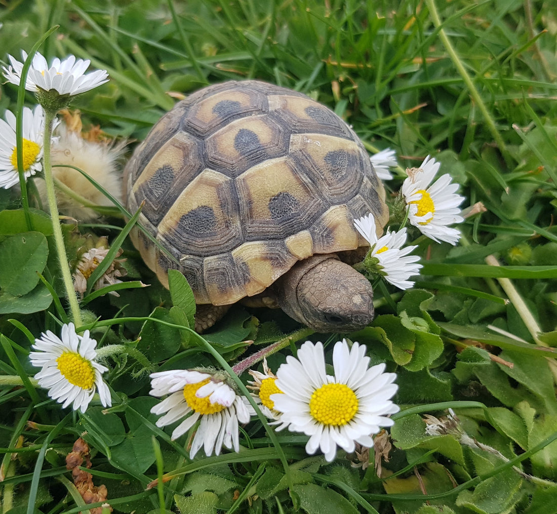 Griechische Landschildkröten aus Hobbyzucht 2025