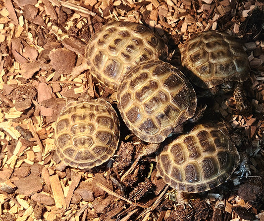 Vierzehenschildkröte Testudo horsfieldii NZ 2025