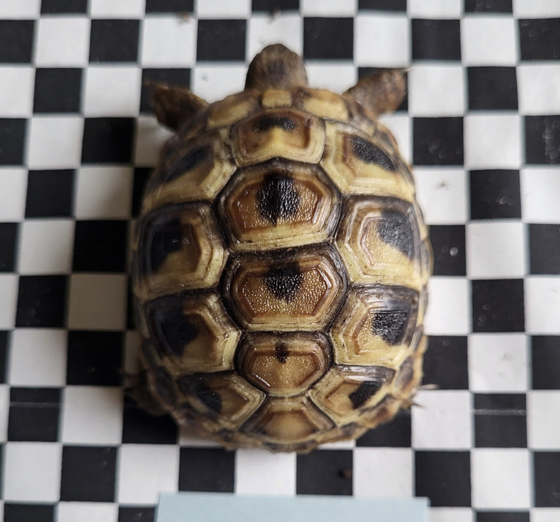 Griechische Landschildkröten