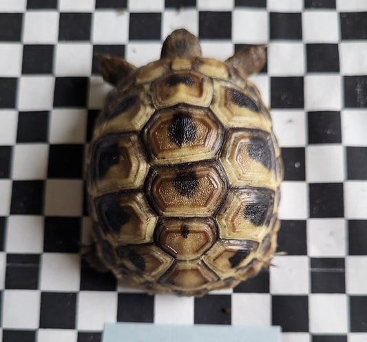Griechische Landschildkröten