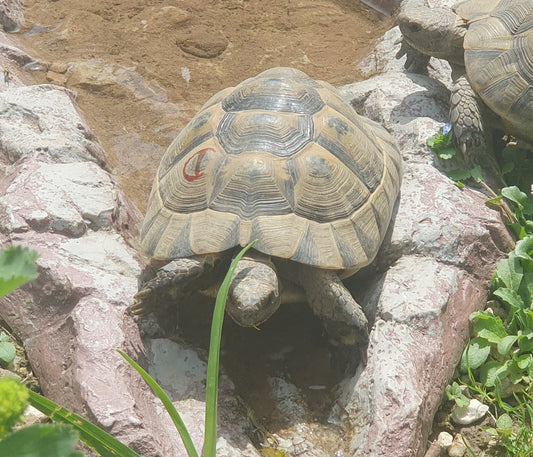 2 weibliche Maurische Landschildkröten Geb. 2014