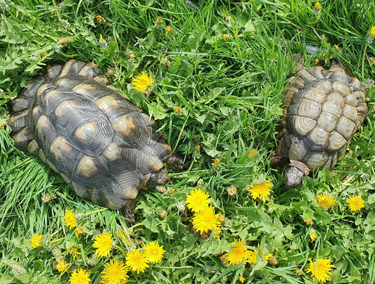 2 Griechische Landschildkröten mit Papiere