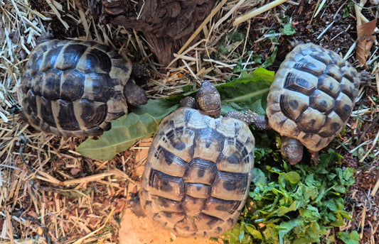 3 griechische Landschildkröten zu verkaufen
