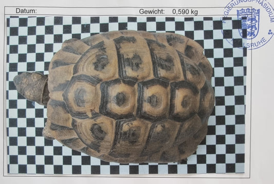 Dalmatinische Landschildkröte männlich