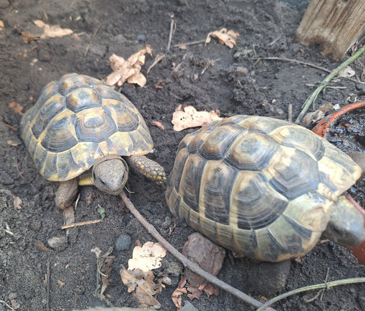 2 griechische Landschildkröten Testudo Hermanni