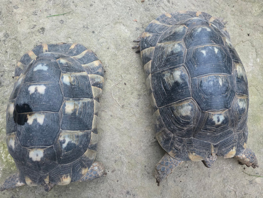 2x Breitrandschildkröte weiblich